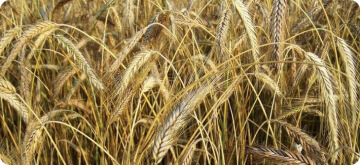 asosiy yangiliklar rasmi